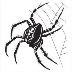 silhouette spider on white background 