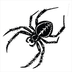 silhouette spider on white background 
