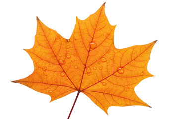 An orange maple leaf with a detailed vein structure and crisp edges isolated on transparent background