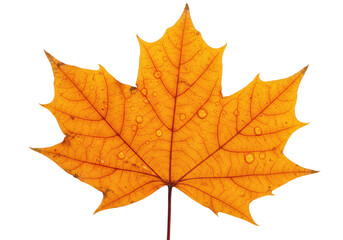 Obraz premium An orange maple leaf with a detailed vein structure and crisp edges isolated on transparent background
