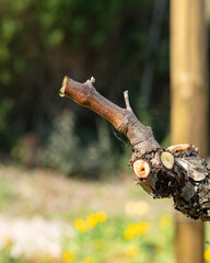 Drop of sap falling from the vine branch after pruning in winter. Sardinia, Italy. Traditional organic agriculture. 