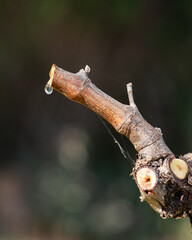 Drop of sap falling from the vine branch after pruning in winter. Sardinia, Italy. Traditional...