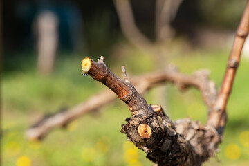 Drop of sap falling from the vine branch after pruning in winter. Sardinia, Italy. Traditional organic agriculture. 