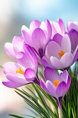 Fototapeta premium Blooming Purple Crocuses in Spring Sunshine