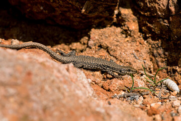 A moralis lizard sunbathing on the rocks. Selective focus. Copy space.