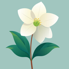 Elegant white flower illustration on a soft green background