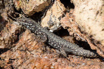 A moralis lizard sunbathing on the rocks. Selective focus. Copy space.