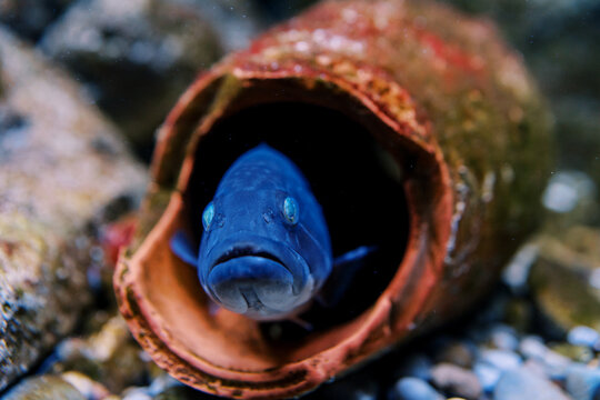 Lancet fish in blue backlight swims out of a clay amphora in an aquarium
