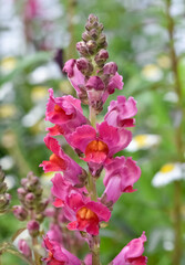 photos of various garden decorative flowers.