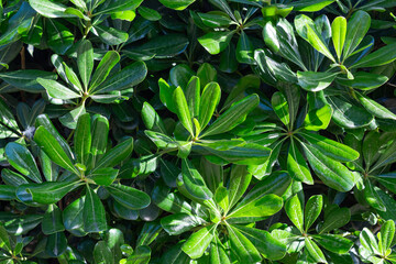 Bush with green juicy leaves for background
