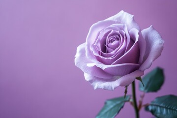 Purple Rose on Pink Background