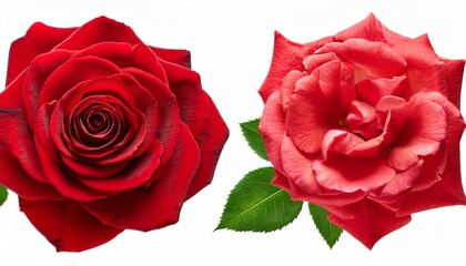 different part of red rose flower green leaves isolated on transparent background