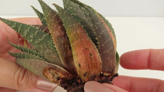 Video of woman hands showing a rosette of an aloe aristata with some damaged leaves. Hands holding an aloe aristata, also known as lace aloe.