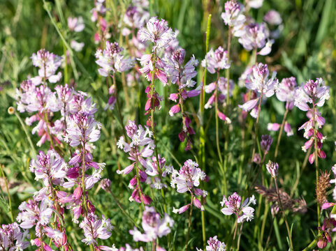 wild plants, purple flowering plants