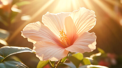 Fototapeta premium Sunlit pink hibiscus blooming in lush garden setting