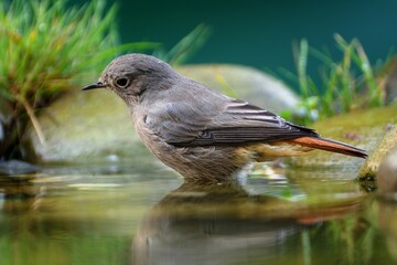  Female black redstart - Phoenicurus ochruros- looks into the water. Czech Republic.