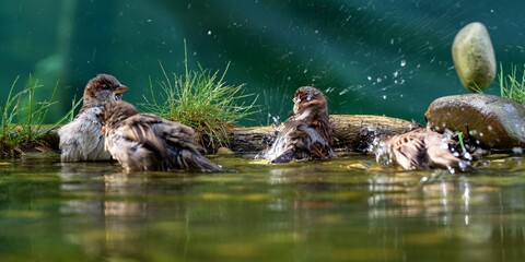 Four house sparrows bathe in a bird watering hole. They splash with water. Czech Republic.
