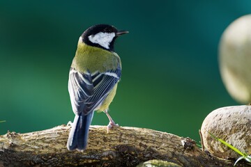  Great tit (Parus major) stands on a stick near stones. Czech Republic.