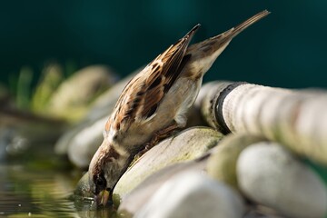 House sparrow, male drinking water from a bird's waterhole. Czechia.