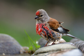  Linnet, Carduelis cannabina, male stands on a stone by the water. Czech Republic