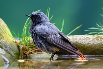 Male black redstart - Phoenicurus ochruros- standing in water. Czechia.