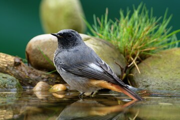 Male black redstart - Phoenicurus ochruros- standing in water. Reflection on the water. Czechia.