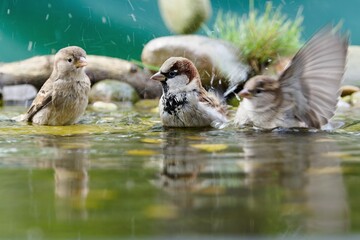  Three house sparrows bathe in a bird watering hole. They splash with water. Czech Republic. 