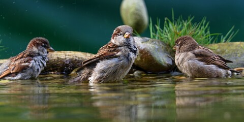 Three house sparrows taking a bath. Czechia. 