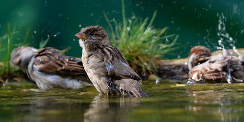  Three house sparrows bathe in a bird watering hole. Czech Republic.