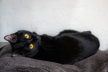 portrait d'un chaton noir