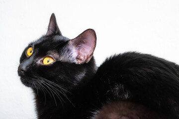 portrait d'un chaton noir