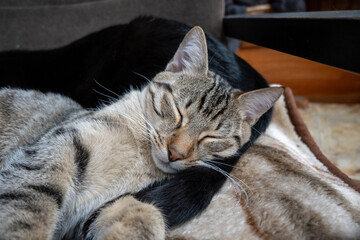 le jeune chaton tigré dort