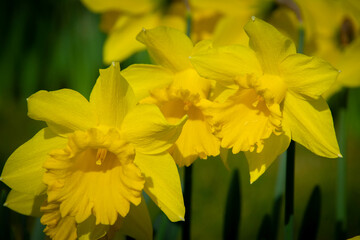 daffodils in spring