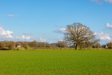 Fototapeta premium Countryside landscape, Typical Dutch polder with green meadow under blue sky and small villages and farmhouse, Late winter beginning of spring bare trees on green grass field, Overijssel, Netherlands.