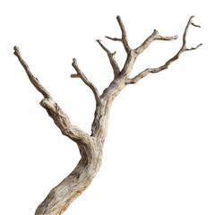 Twisted Tree Branch Abstract Art Bold Colors Nature Meets Geometry