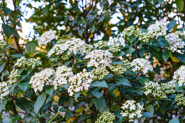 Clusters of small white flowers bloom on a green shrub, surrounded by lush leaves in natural spring sunlight
