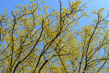 Tree branches covered in bright yellow blossoms against a clear blue sky, capturing the essence of spring