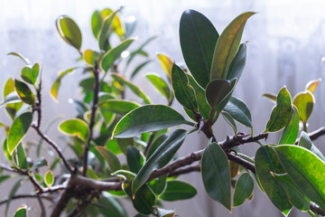 Propagation and Growth – Ficus elastica propagates through cuttings and can reach impressive sizes indoors with proper care. Ficus elastica features glossy, oval-shaped leaves with a deep green hue.