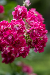 Obraz premium cluster of vibrant pink roses in full bloom.