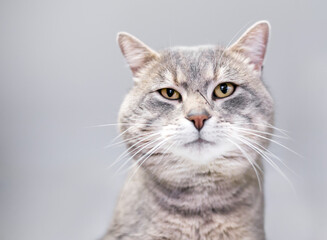 A gray tabby shorthair cat with a scar on its face