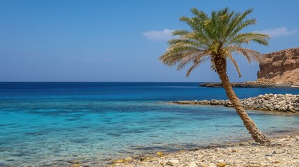 Obraz premium A palm tree stands on the beach beside the calm water, creating a serene tropical scene.