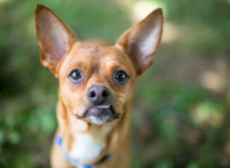 A Chihuahua mixed breed dog with a snaggletooth expression