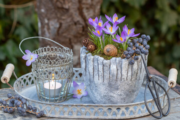 Arrangement mit lila Krokusse im vintage Topf und Windlicht