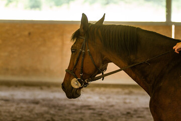 Portrait of a brown horse with bridle