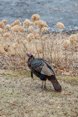 winter wild turkey stands around dead flowers 