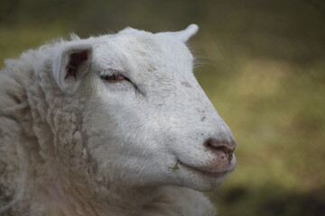 Obraz premium Sheep portrait