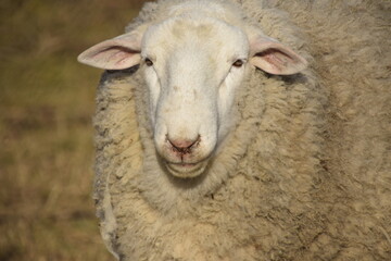 Sheep portrait