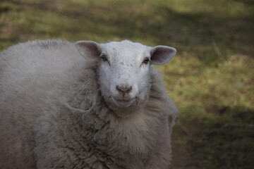 Obraz premium Sheep portrait