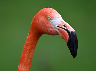 un bonito retrato de un flamenco © alberto