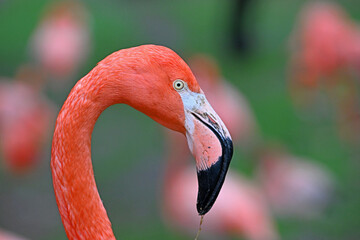 un bonito flamenco en el zoo